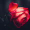 Dsc-1880-the-beauty-of-a-red-rose