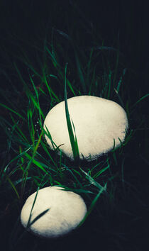 Wild champignons by Ingo Menhard