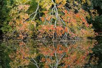 Gespiegelt: Herbstbaum II von Anja  Bagunk