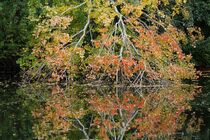 Kopfüber: Herbstbaum mit Spiegelbild by Anja  Bagunk