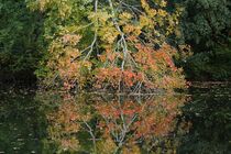 Herbstbaum kopfüber mit Spiegelbild von Anja  Bagunk
