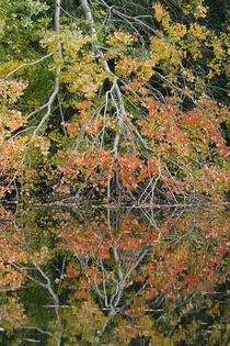 Gespiegelt: Herbstbaum by Anja  Bagunk