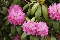Rhododendron II by Anja  Bagunk