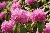 Rhododendron I by Anja  Bagunk