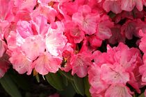 Rhododendronblüten in rosa by Anja  Bagunk