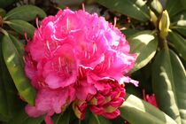 Rhododendronblüte by Anja  Bagunk