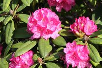 Rosa Rhododendron von Anja  Bagunk