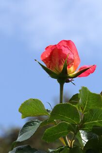 Rose in rosa gen Himmel von Anja  Bagunk