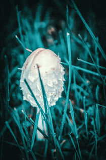 Young parasol mushroom by Ingo Menhard