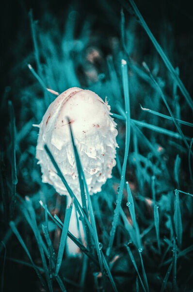 Dsc-1887-young-parasol-mushroom