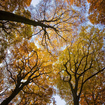 Autumn III by Carsten Meyerdierks