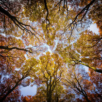 Autumn I by Carsten Meyerdierks