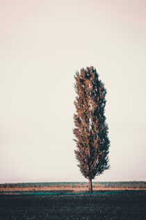 Tree cannon by Ingo Menhard