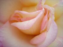 rosa Rose von Gunhild Ziegenhorn