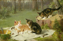 Kittens Playing  by Ewald Honnef