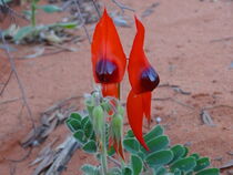 A Couple Swainsona Formosa - Australische Wüstenerbse by Eveline Toplak