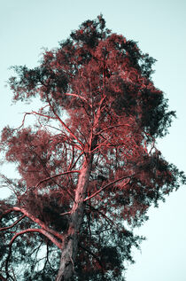 Red hair tree by Ingo Menhard
