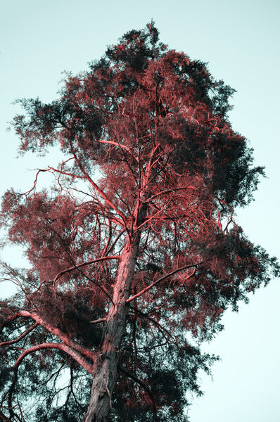 Dsc-1898-red-hair-tree