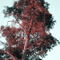 Dsc-1898-red-hair-tree