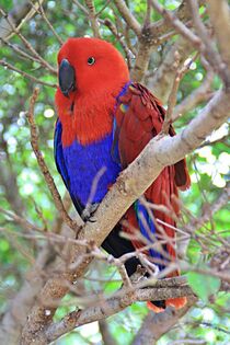 Edelpapagei - Eclectus roratus Weibchen by Udo Beck