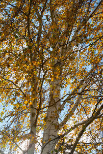 Birch in autumn von Iryna Mathes