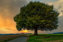 Sonnenuntergang am Lebens Baum by mindscapephotos