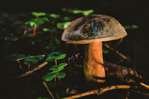 Märchenhafter Pilz im Herbstwald von mindscapephotos