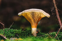 Märchenhafter Pilz im Herbstwald by mindscapephotos