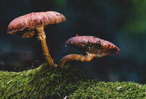 Märchenhafter Pilz im Herbstwald von mindscapephotos