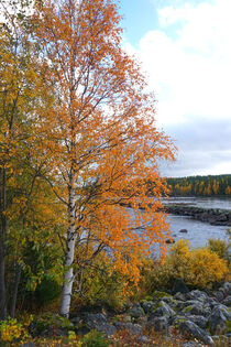 Birke Im Herbst an einem Ufer in Schweden