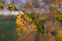 Autumn leaves von Michael Kratzsch-Leichsenring