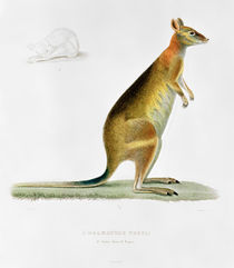 Kangaroo by Pancrace Bessa