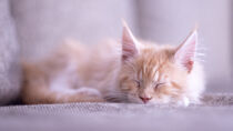Main Coon Kitten von fotografielebensart