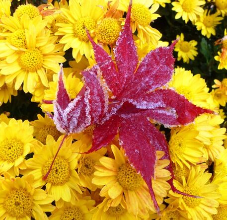 Hoar-frosted-acer-palmatum-leafs-fell-on-late-chrysanthemum-a-p1020261