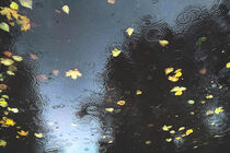 Fallen leaves by Andrei Grigorev