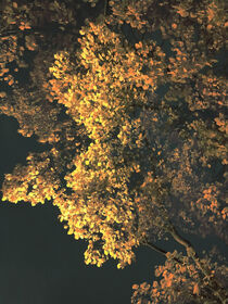 Foliage von Andrei Grigorev