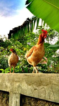 Two Chicken On A Wall by sahala alberto