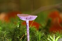 Kleiner Pilz in lila von Anja  Bagunk