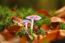Zwei kleine in lila: Pilze! von Anja  Bagunk