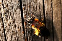 Biene auf Holz by Ridzard  König