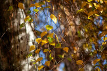 Goldenes Herbstlaub im Sonnenschein von Petra Dreiling-Schewe