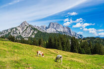 Blick auf die Litzlalm mit Kühen in Österreich by Rico Ködder