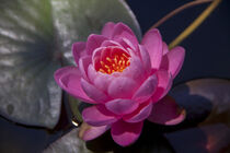 Pink water lily by Desiree Picone