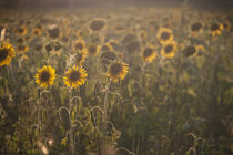 Sunflowers field von Desiree Picone