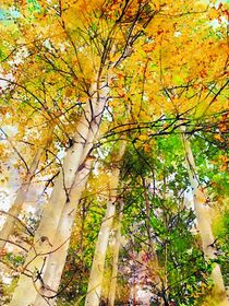 Baumkrone mit buntem Laub im Herbst. Eschen by havelmomente