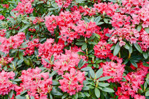 Rot pinker Rhododendron in Blüte. by havelmomente