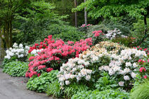 Park mit Rhododendron Büschen. by havelmomente