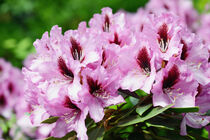Rhododendronblüte in Lila und Pink by havelmomente