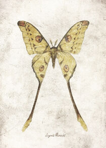 Butterflies I by Mike Koubou