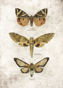 Butterflies III by Mike Koubou